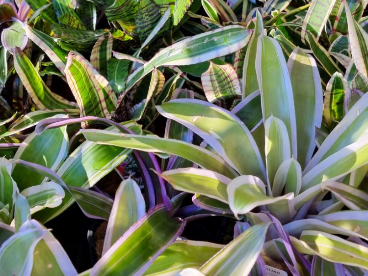 Picture of Bromeliad Assorted