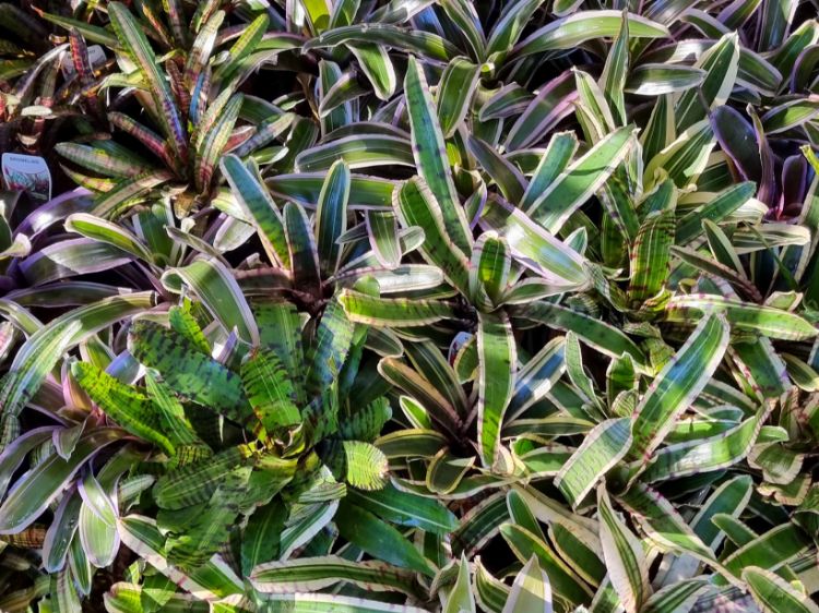 Picture of Bromeliad Assorted