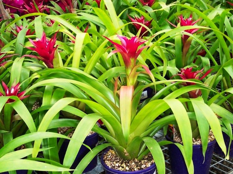 Picture of Bromeliad Assorted
