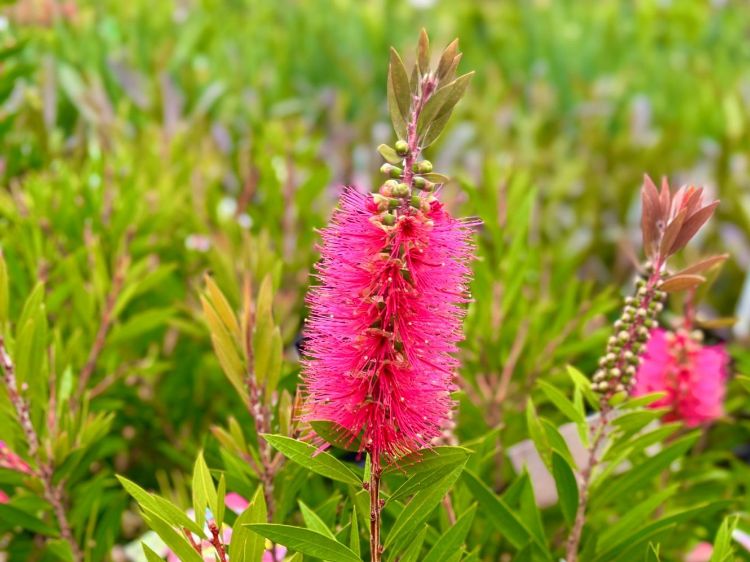 Picture of Callistemon citrinus Carnival Cerise Pink
