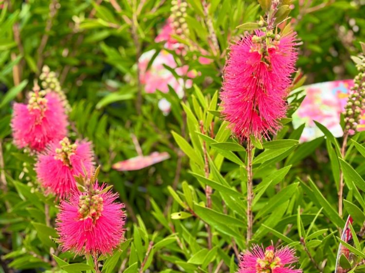 Picture of Callistemon citrinus Carnival Cerise Pink