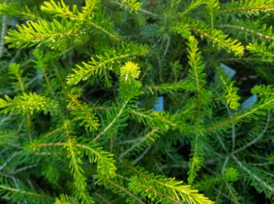 Picture of Calothamnus quadrifidus Prostrata