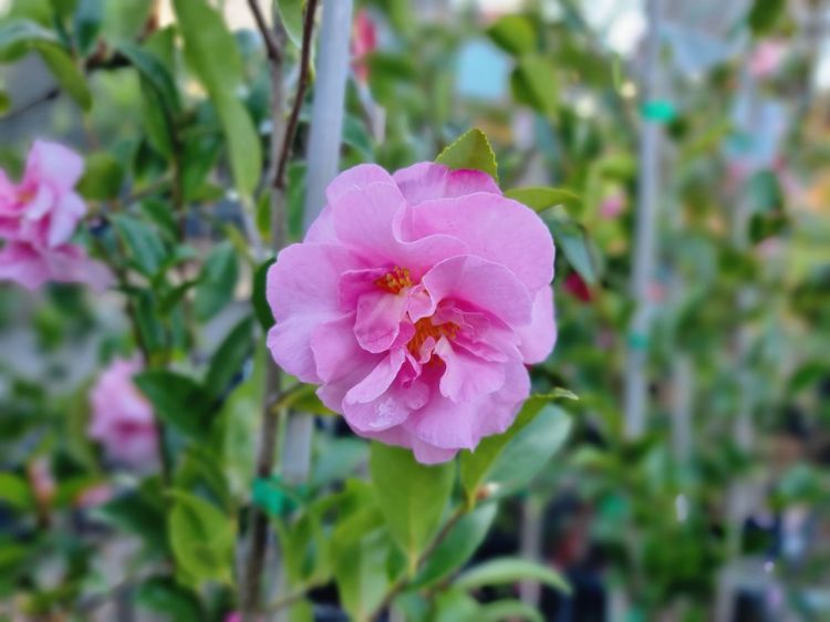 Picture of Camellia sasanqua Jennifer Susan