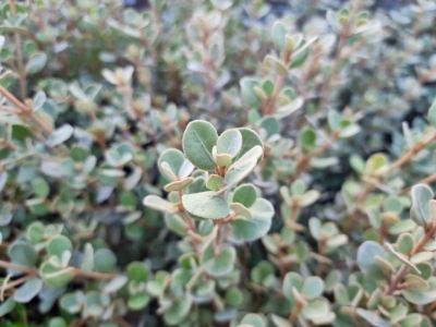 Picture of Correa alba Saint Andrews