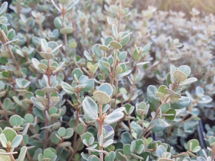 Picture of Correa alba Saint Andrews