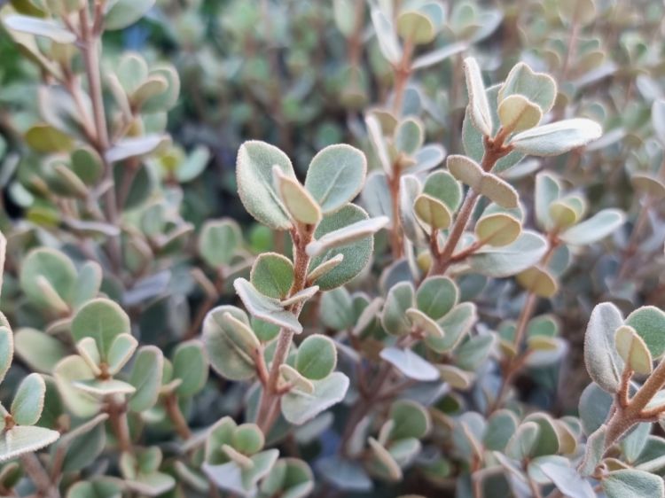 Picture of Correa alba Saint Andrews