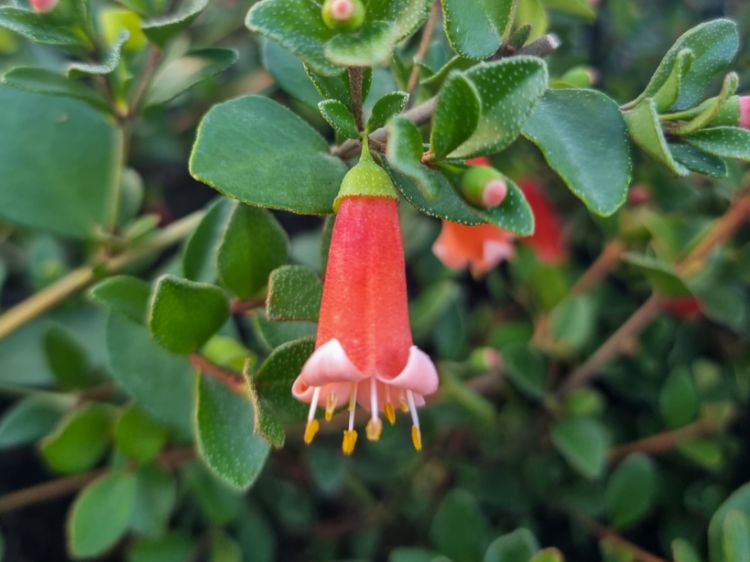 Picture of Correa pulchella Orange Glow