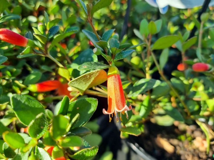 Picture of Correa pulchella Orange Glow