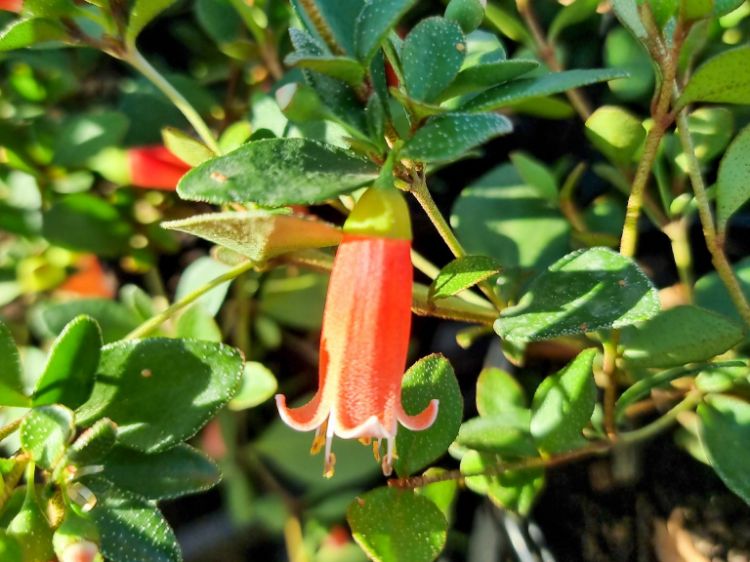 Picture of Correa pulchella Orange Glow