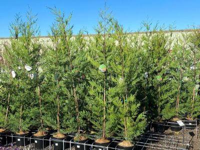 Picture of Cupressocyparis leylandii Madeline