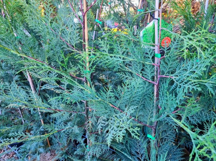 Picture of Cupressocyparis leylandii Madeline