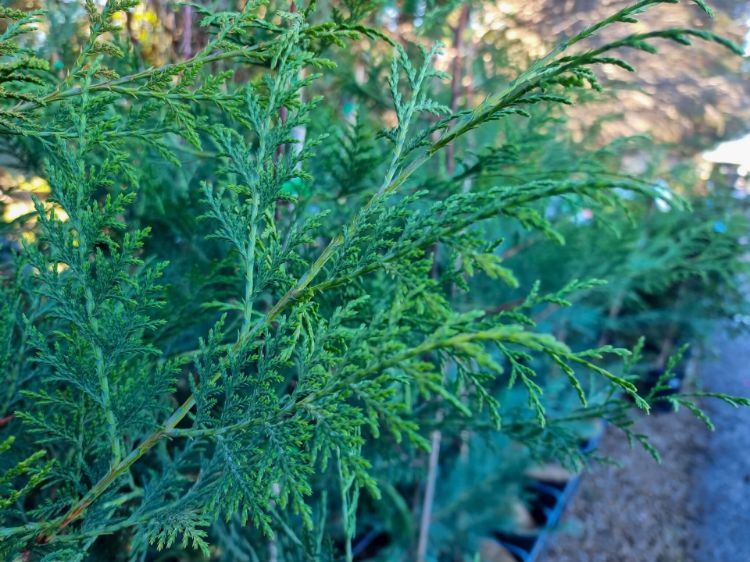 Picture of Cupressocyparis leylandii Madeline