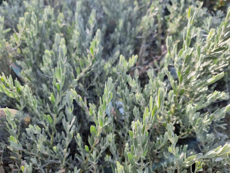 Picture of Eremophila glabra Silver Ball