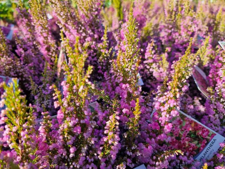 Picture of Erica melanthera Improved