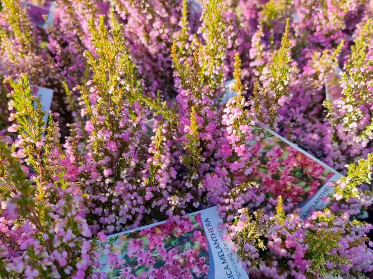 Picture of Erica melanthera Improved