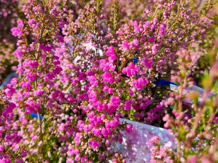 Picture of Erica melanthera Improved