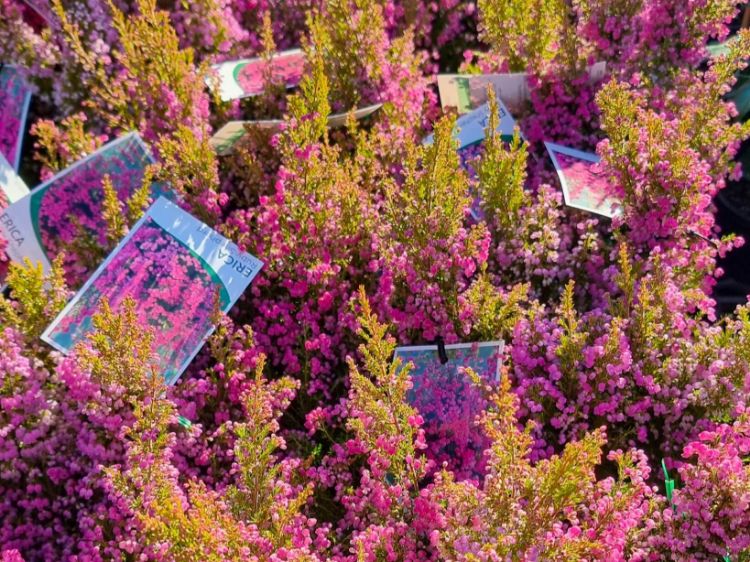 Picture of Erica melanthera Ruby Shepherd