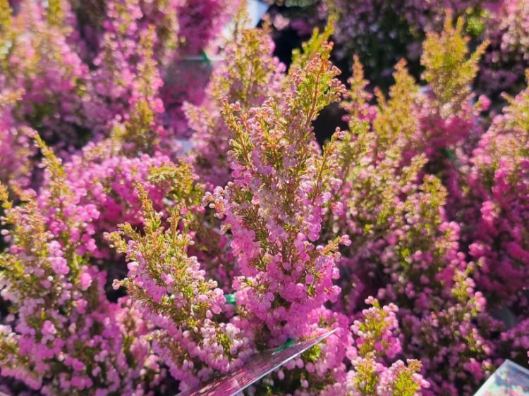 Picture of Erica melanthera Ruby Shepherd