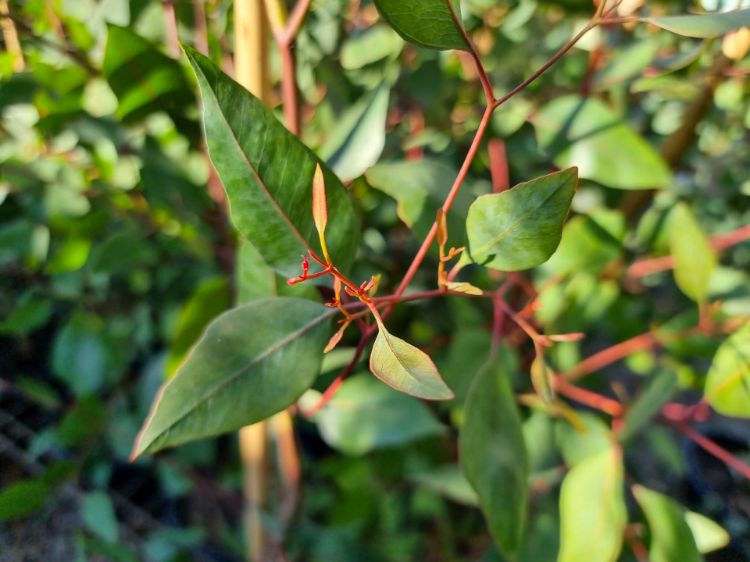 Picture of Eucalyptus olivacea Summer Scentsation
