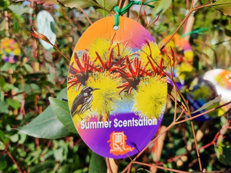 Picture of Eucalyptus olivacea Summer Scentsation