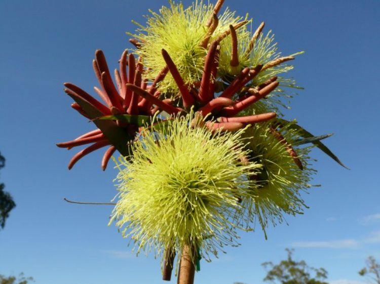 Picture of Eucalyptus olivacea Summer Scentsation