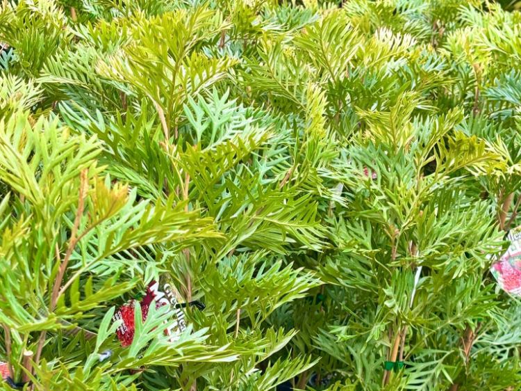 Picture of Grevillea aurea bipinnatifida Molly