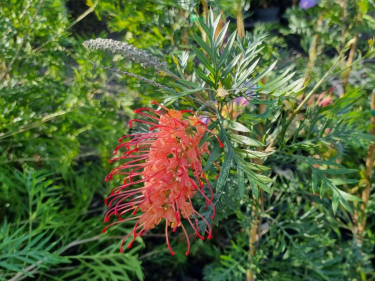 Picture of Grevillea hybrida Loopy Lou
