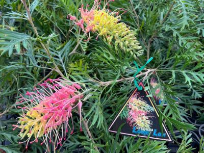 Picture of Grevillea hybrida Loopy Lou