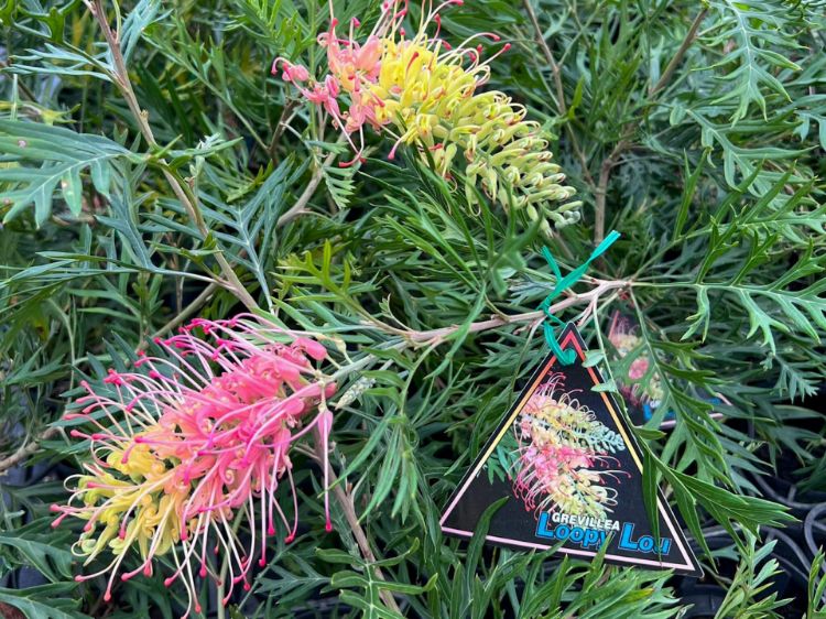 Picture of Grevillea hybrida Loopy Lou