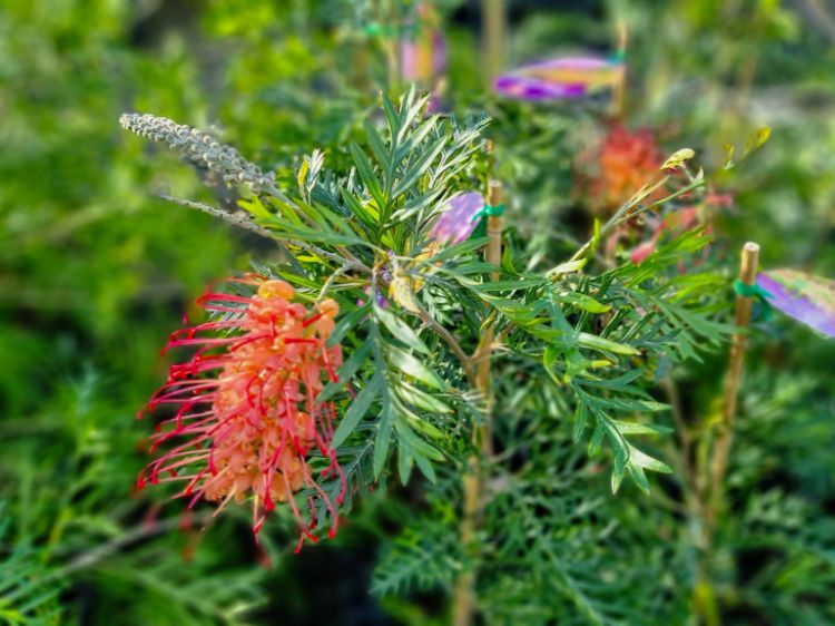 Picture of Grevillea hybrida Loopy Lou