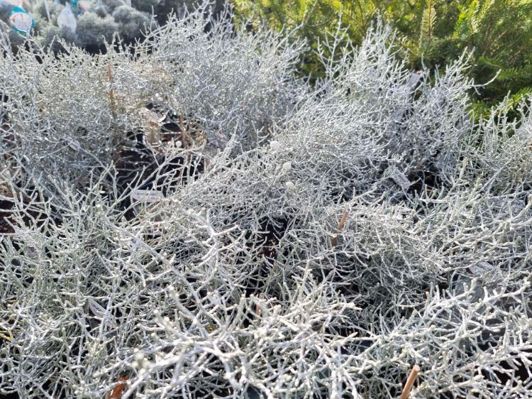 Picture of Leucophyta brownii