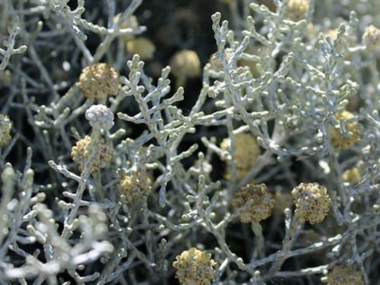 Picture of Leucophyta brownii