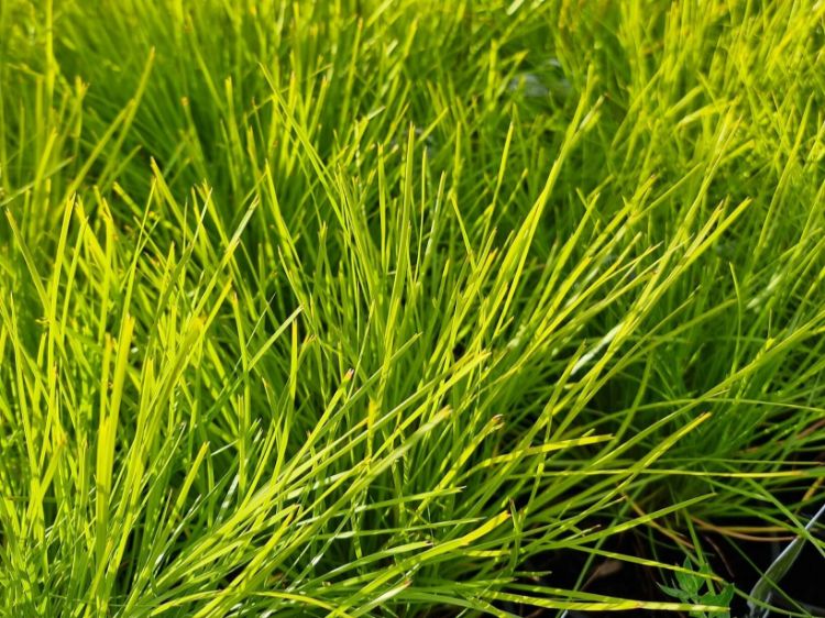 Picture of Lomandra confertifolia Little Con