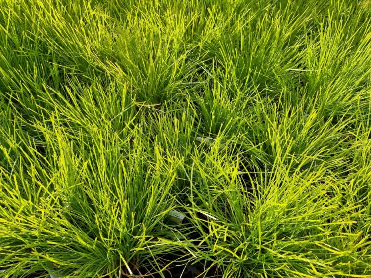 Picture of Lomandra confertifolia Little Con