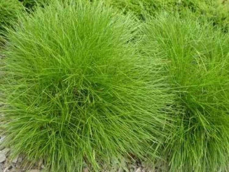 Picture of Lomandra confertifolia Little Con