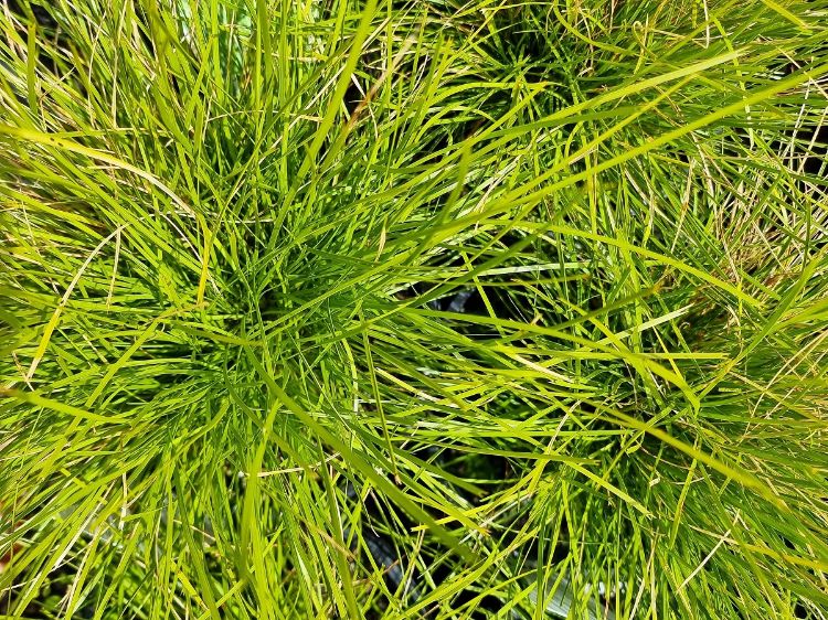 Picture of Lomandra confertifolia Little Con