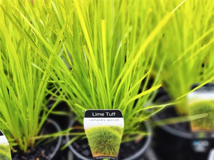 Lomandra longifolia confertifolia Lime Tuff ornamental grass. Common name - Spiny Head Mat Rush, Basket Grass