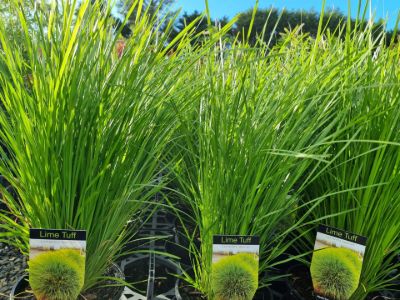 Lomandra longifolia confertifolia Lime Tuff ornamental grass. Common name - Spiny Head Mat Rush, Basket Grass