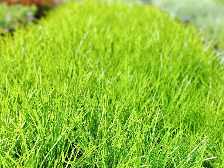 Lomandra longifolia confertifolia Lime Tuff ornamental grass. Common name - Spiny Head Mat Rush, Basket Grass