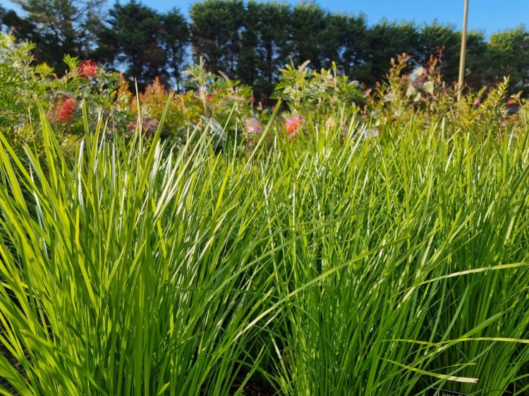 Lomandra longifolia confertifolia Lime Tuff ornamental grass. Common name - Spiny Head Mat Rush, Basket Grass