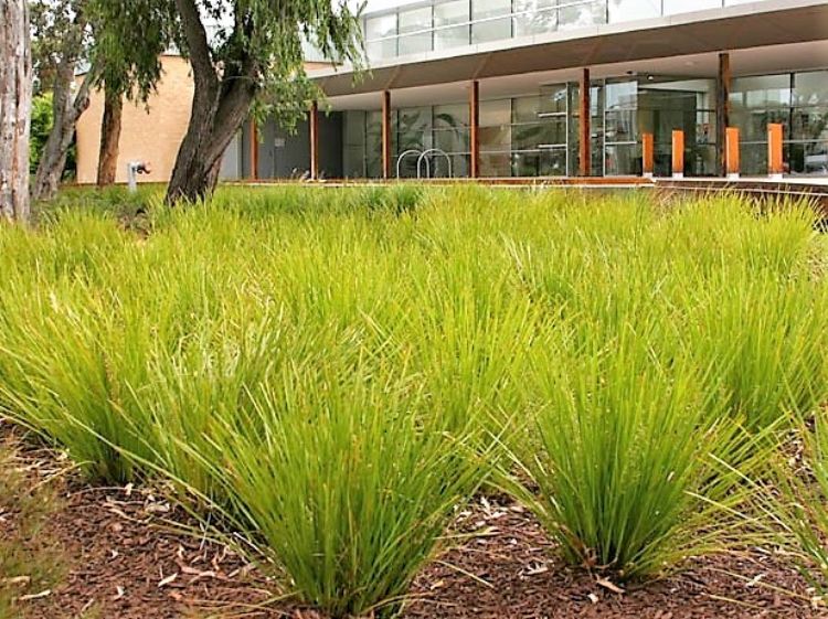 Lomandra longifolia confertifolia Lime Tuff ornamental grass. Common name - Spiny Head Mat Rush, Basket Grass
