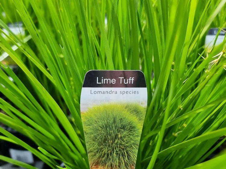 Lomandra longifolia confertifolia Lime Tuff ornamental grass. Common name - Spiny Head Mat Rush, Basket Grass