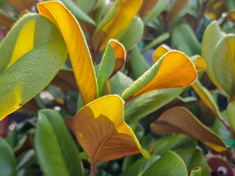 Picture of Magnolia grandiflora Teddy Bear