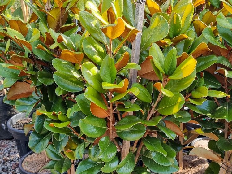 Picture of Magnolia grandiflora Teddy Bear