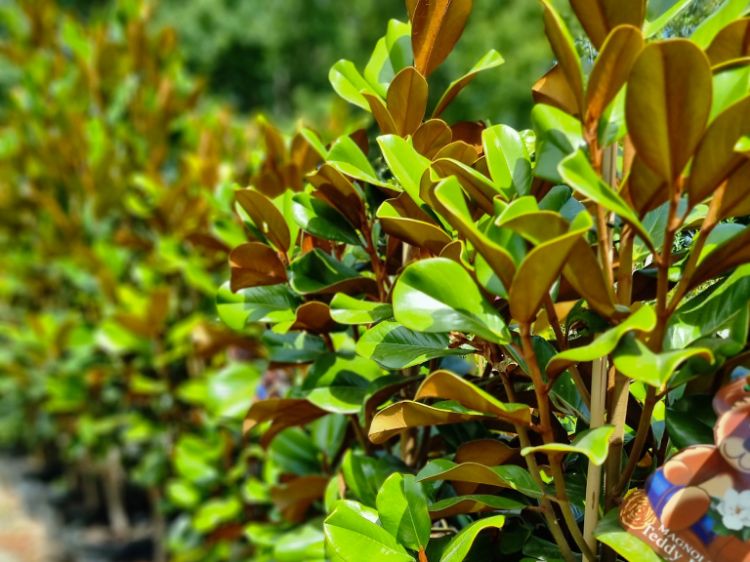 Picture of Magnolia grandiflora Teddy Bear