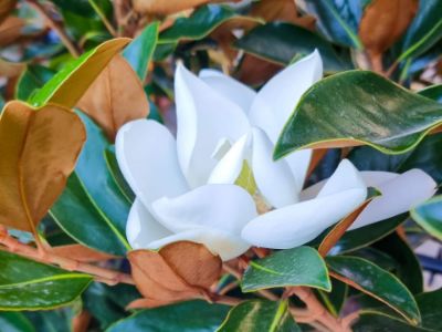 Picture of Magnolia grandiflora Teddy Bear