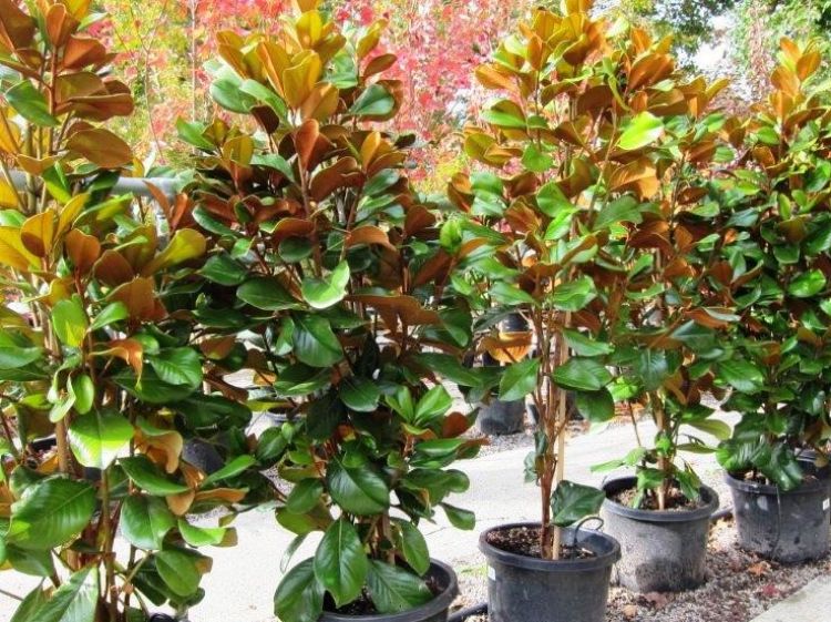Picture of Magnolia grandiflora Teddy Bear