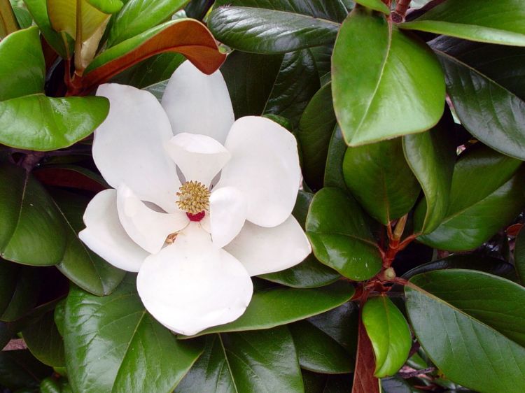 Picture of Magnolia grandiflora Teddy Bear