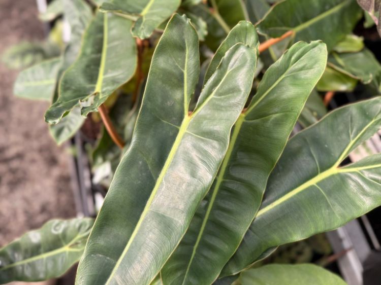 Picture of Philodendron billietiae