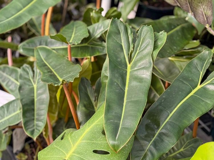 Picture of Philodendron billietiae